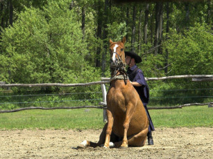 Картинка животные лошади