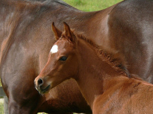 Картинка животные лошади