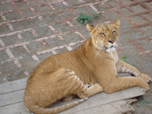 Картинка животные львы