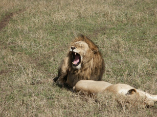 Картинка животные львы