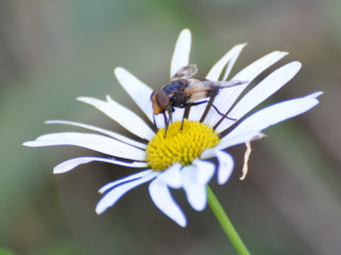 Картинка животные насекомые