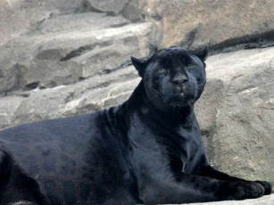 обоя животные, пантеры