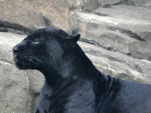 обоя животные, пантеры