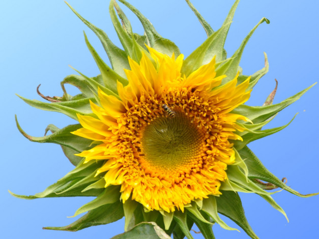 Обои картинки фото цветы, подсолнухи