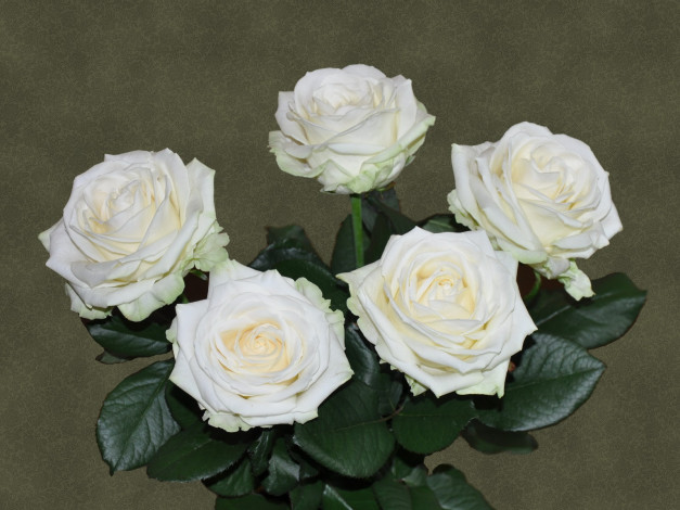 Обои картинки фото цветы, розы