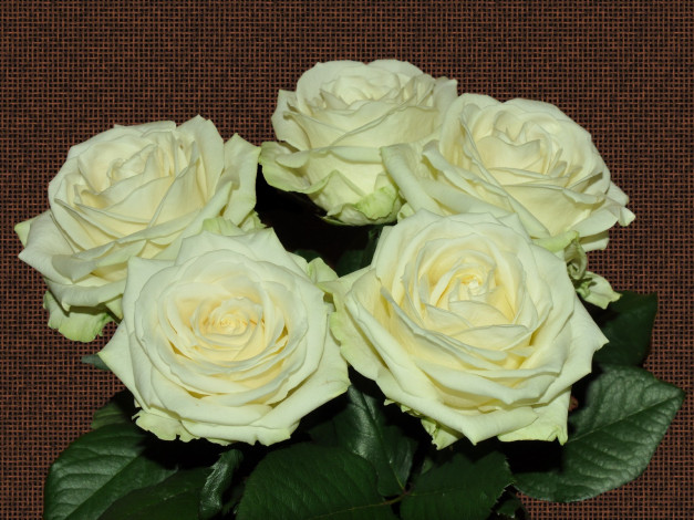 Обои картинки фото цветы, розы