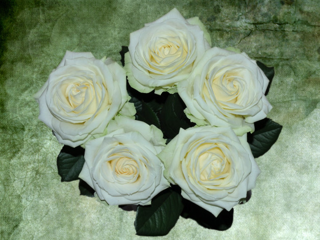 Обои картинки фото цветы, розы