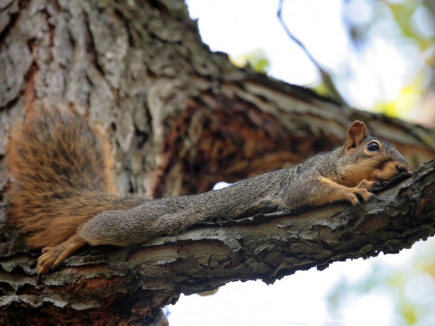 Обои картинки фото животные, белки