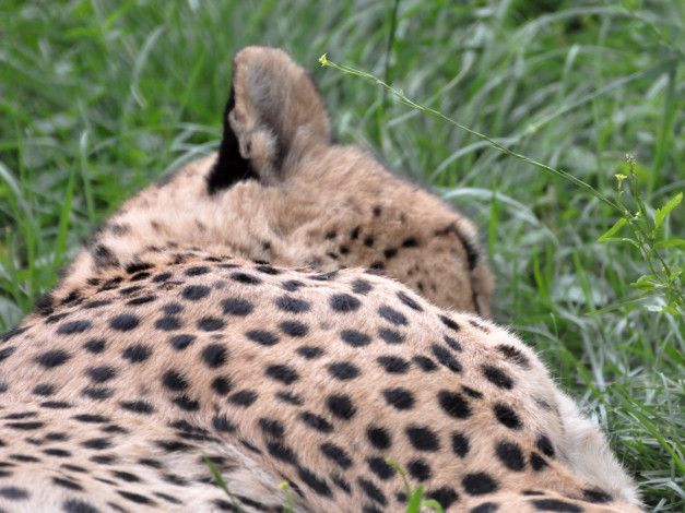 Обои картинки фото животные, гепарды