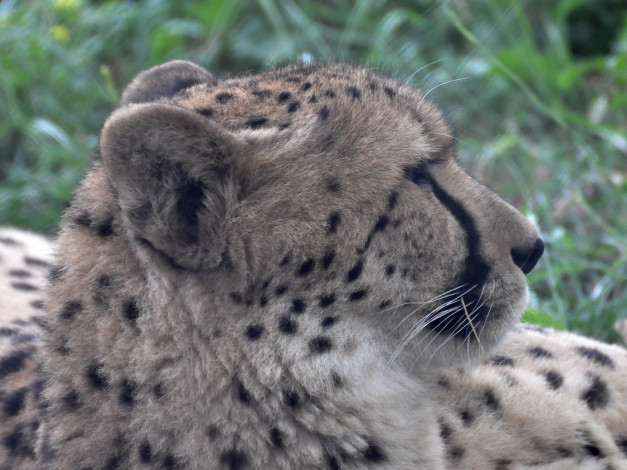 Обои картинки фото животные, гепарды