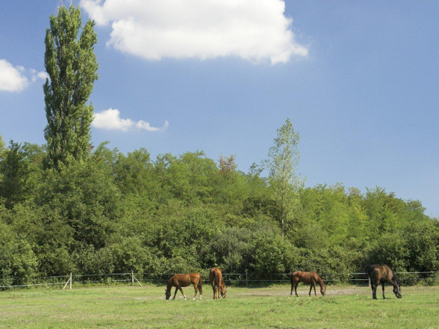 Обои картинки фото животные, лошади