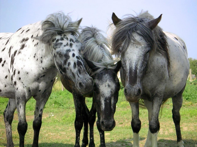 Обои картинки фото животные, лошади