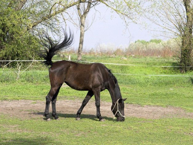 Обои картинки фото животные, лошади