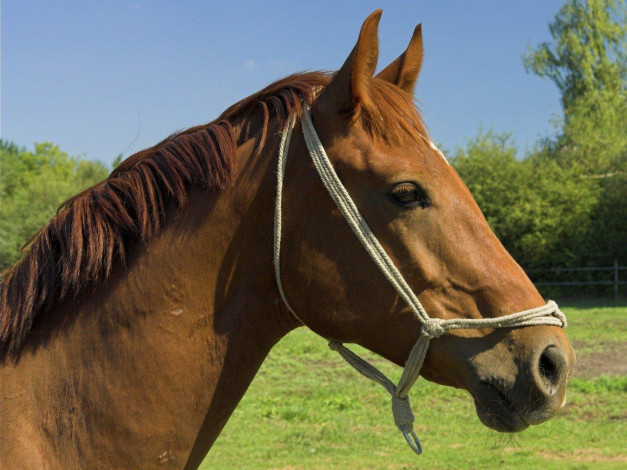 Обои картинки фото животные, лошади