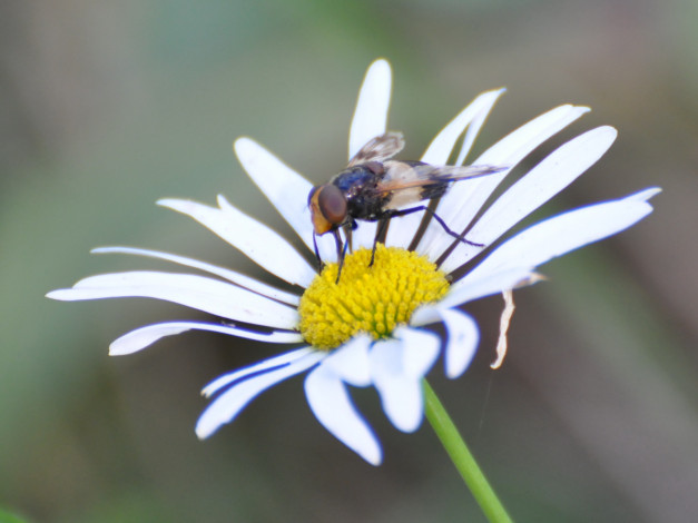 Обои картинки фото животные, насекомые