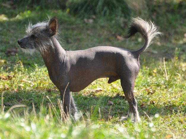 Обои картинки фото животные, собаки