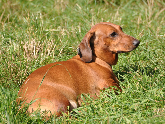 Обои картинки фото животные, собаки