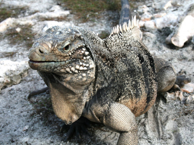 Обои картинки фото животные, Ящерицы, игуаны, вараны