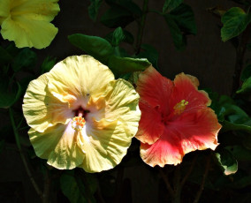 Картинка цветы гибискусы жёлтые лепестки тёмный