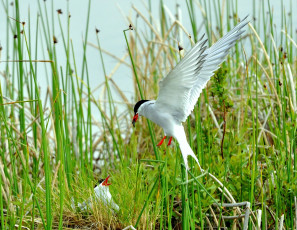Картинка полярная крачка животные Чайки бакланы крачки птенец