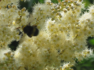 Картинка цветы цветущие деревья кустарники пушистые белые