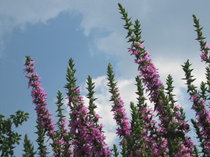 Картинка цветы луговые полевые небо