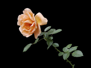 Картинка цветы розы кремовая роза