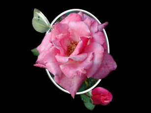 Картинка цветы розы тёмный лепестки розовый