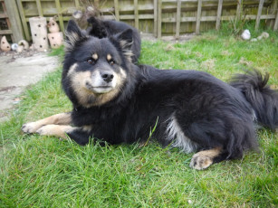 Картинка животные собаки