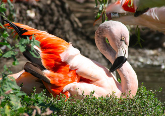 Картинка животные фламинго