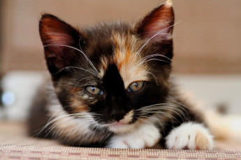 Картинка животные коты котёнок