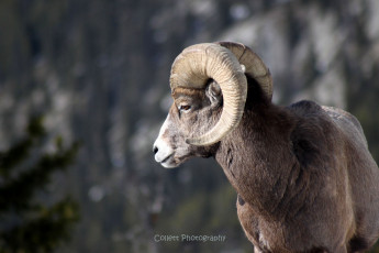 Картинка животные овцы бараны рога баран
