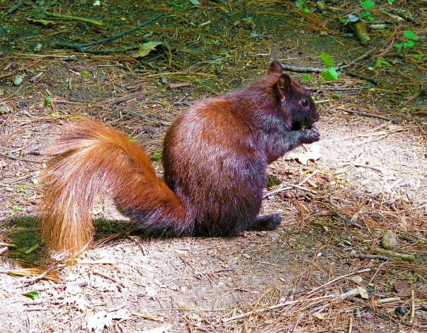 Обои картинки фото животные, белки