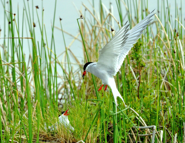 Обои картинки фото полярная, крачка, животные, Чайки, бакланы, крачки, птенец