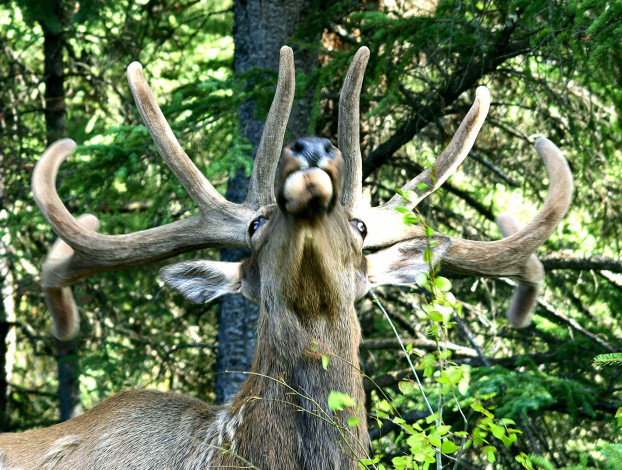 Обои картинки фото животные, олени, рога