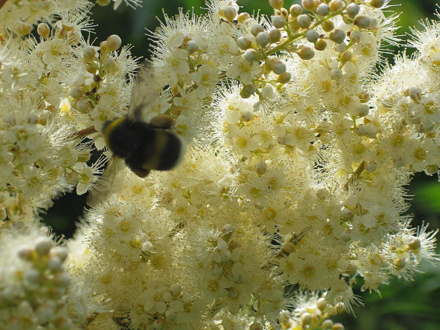 Обои картинки фото цветы, цветущие, деревья, кустарники, пушистые, белые