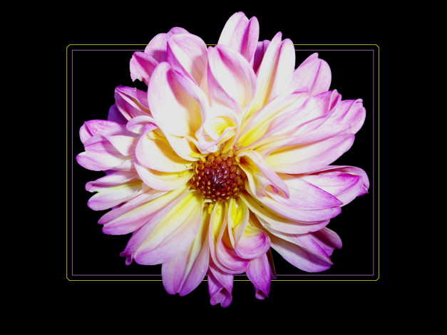 Обои картинки фото цветы, георгины, лепестки, сиреневый, тёмный