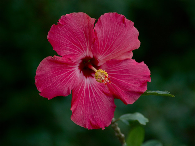 Обои картинки фото цветы, гибискусы, красный, тёмный, лепестки