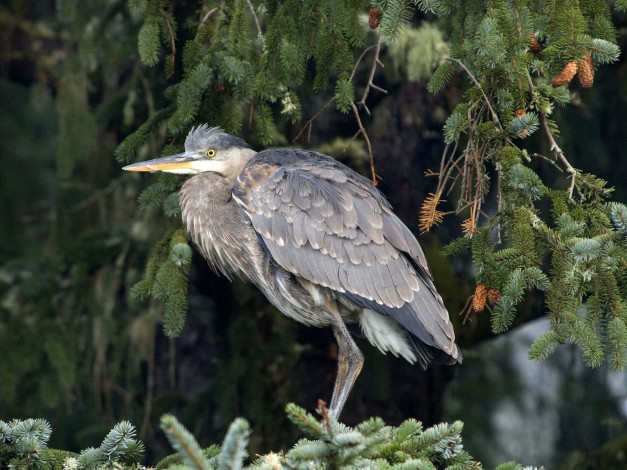 Обои картинки фото животные, цапли