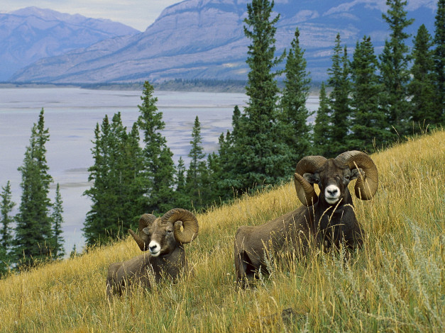 Обои картинки фото животные, овцы, бараны, трава, рога, горы, лес