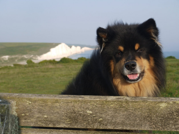 Обои картинки фото животные, собаки