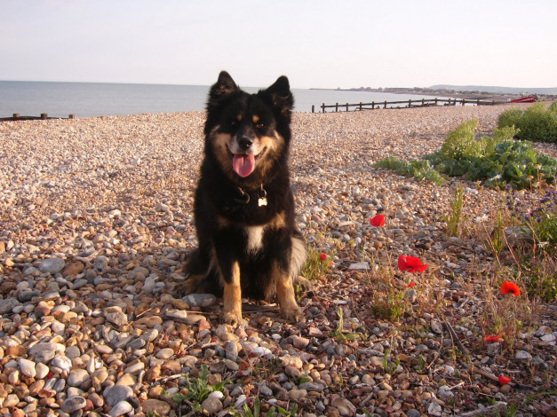 Обои картинки фото животные, собаки