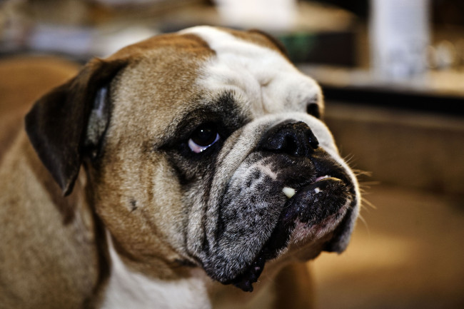 Обои картинки фото животные, собаки, бульдог