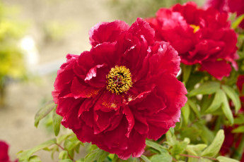 Картинка цветы пионы красный пышный