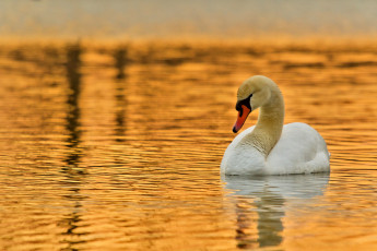 Картинка животные лебеди закат шипун