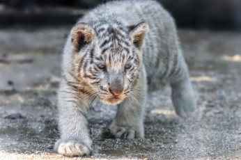 Картинка животные тигры тигренок