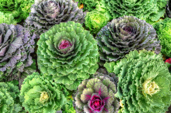 Картинка цветы декоративная капуста