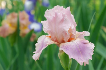 Картинка цветы ирисы макро