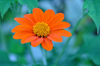 Картинка цветы лепестки макро