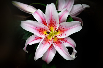 Картинка цветы лилии лилейники макро